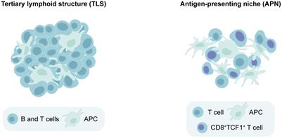 Of mice and lymphoid aggregates: modeling tertiary lymphoid structures in cancer